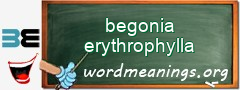 WordMeaning blackboard for begonia erythrophylla